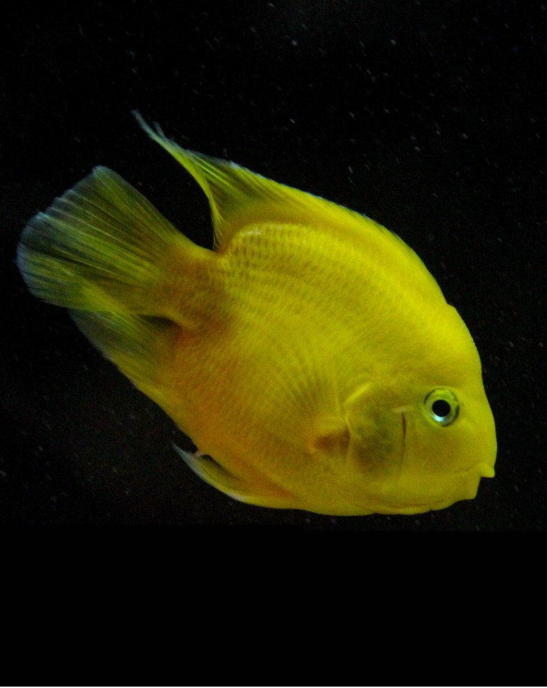 黄鹦鹉鱼热带观赏鱼黄金鹦鹉活鱼黄金元宝梅花财神鱼招财鱼地图银龙