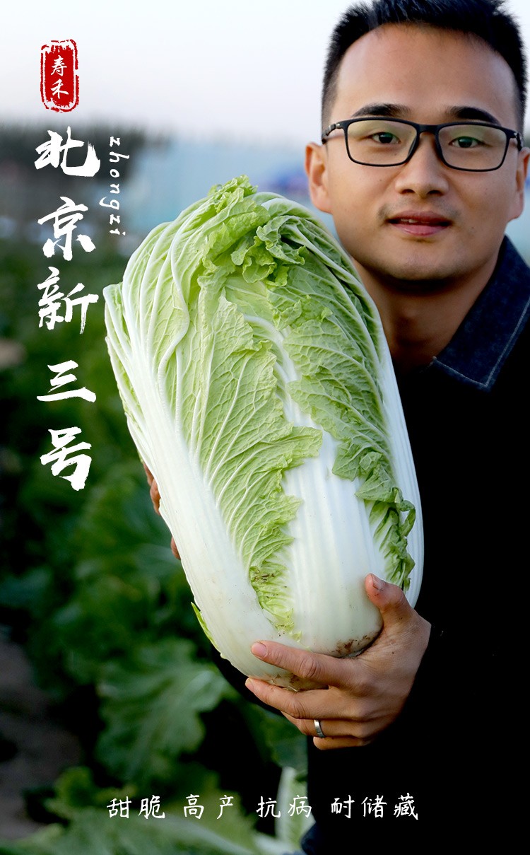 寿禾 北京新3三号大白菜种子奶白菜夏季四季小白菜黄心农科院山东胶州