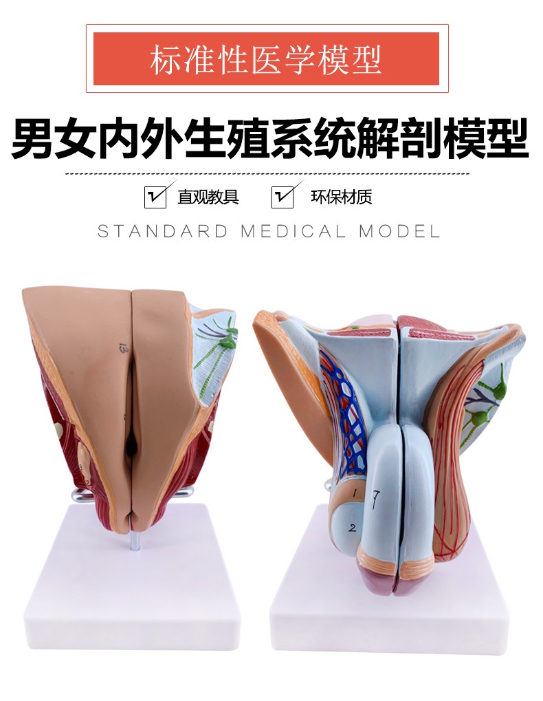 政河女性生殖器解剖 女性内外生殖器层次解剖模型 阴道子宫解剖模型男