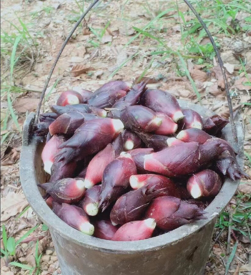 媚调 洋荷新鲜现摘阳荷姜贵州野良姜阳和洋藿野生时令蔬菜露天农家自