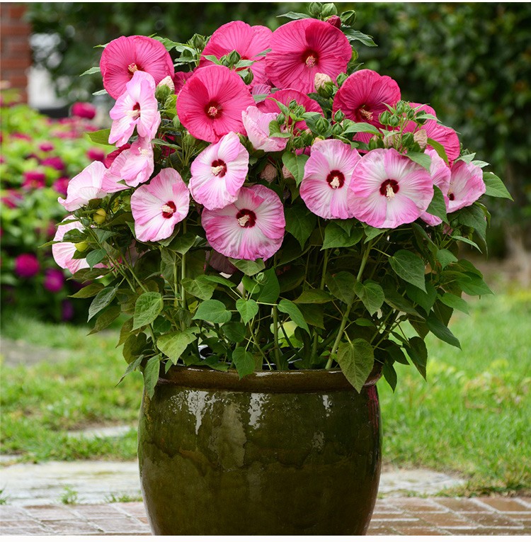 逸棵芙蓉葵花苗月神系列大花型多年生宿根植物可盆栽阳台庭院种植芙蓉
