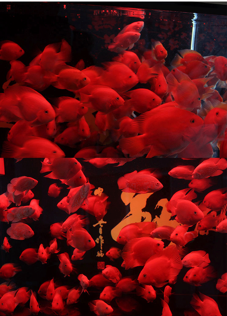 血鹦鹉鱼淡水中大型热带鱼元宝发财鱼金刚财神鱼元宝鹦鹉鱼招财鱼起头