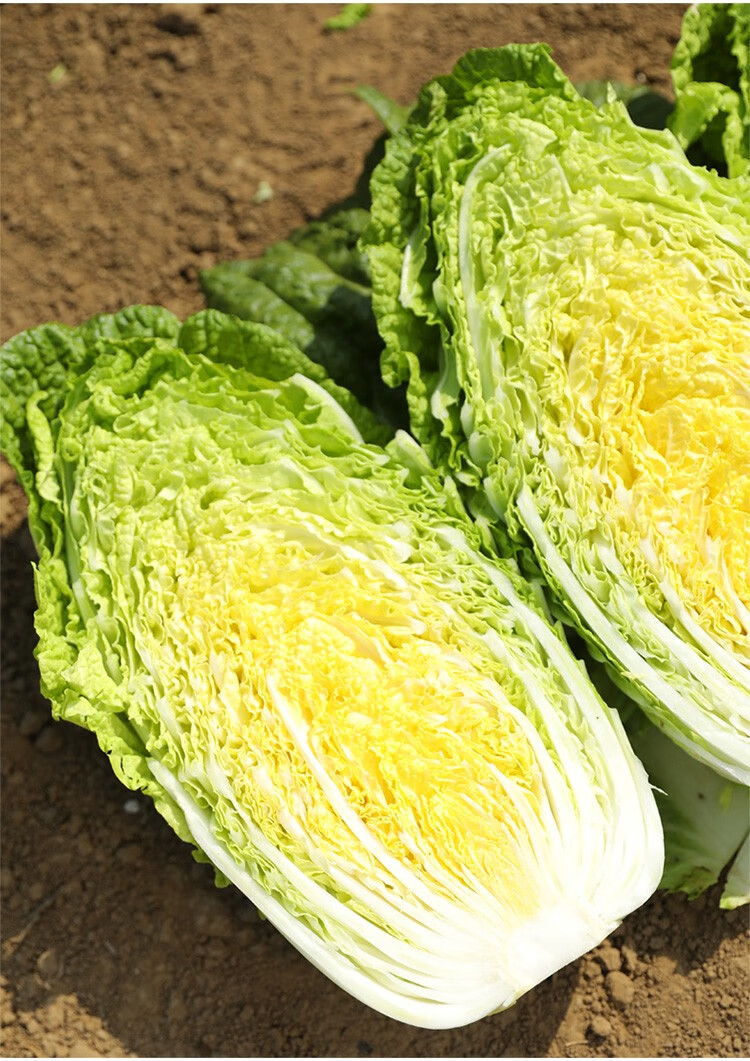 大禹 山东大白菜种子娃娃菜秋冬季黄心高产抗寒包菜籽四季家庭大田