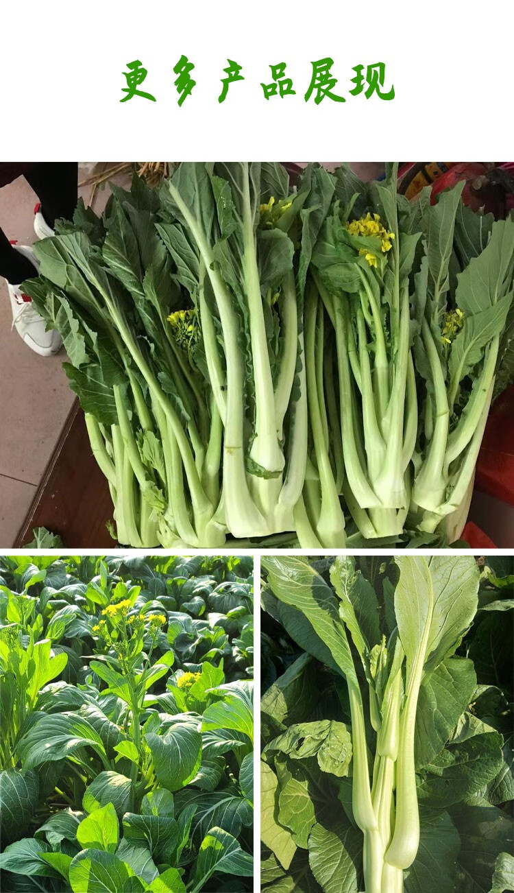 特产新鲜现摘现发广东小楼腊布菜心5斤9斤蔬菜高脚菜心 5斤 广东省内