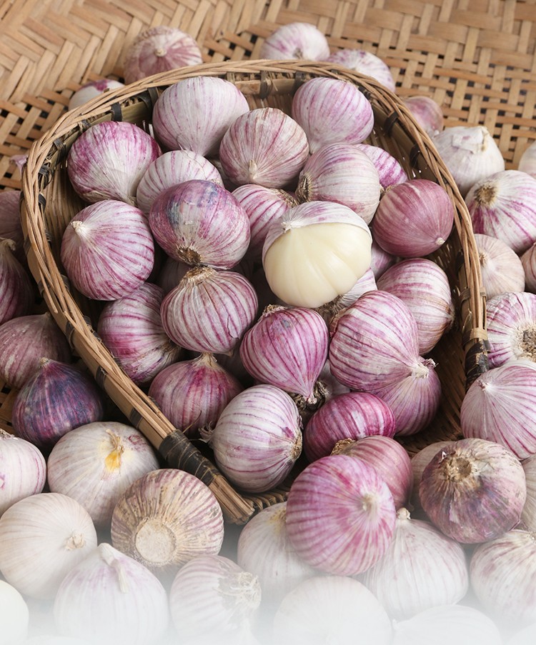 仓梵蒜香浓郁四川特产独头蒜紫皮独头大蒜紫皮大蒜农家自种干蒜头现挖