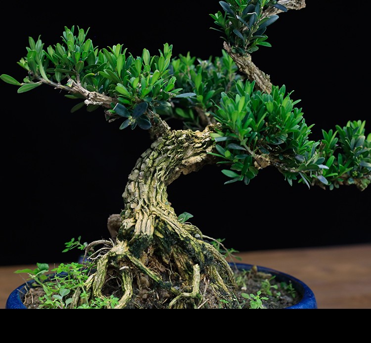 矮霸黄杨盆景老桩造型植物室内客厅绿植办公室盆栽四季常青 矮霸黄杨