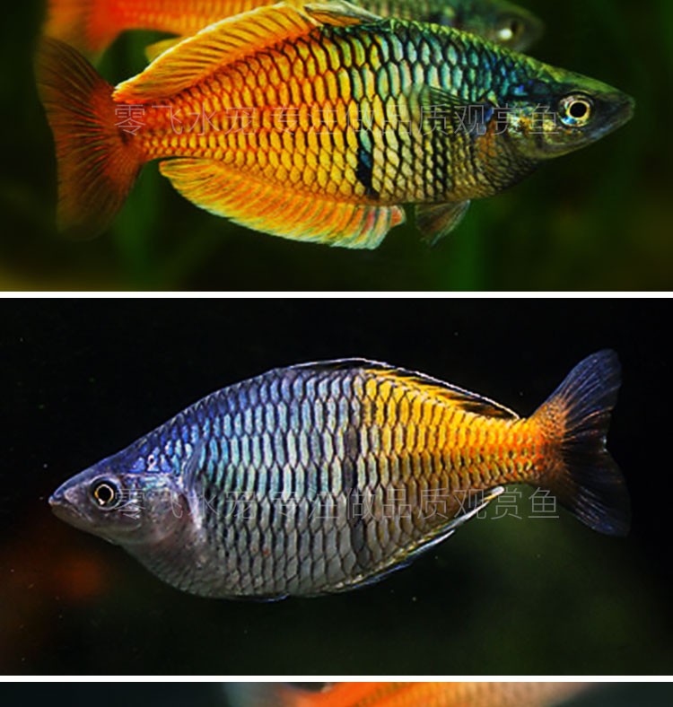 石美人鱼 热带鱼观赏鱼淡水鱼草缸中型灯科美人鱼活体 石美人1条装(5