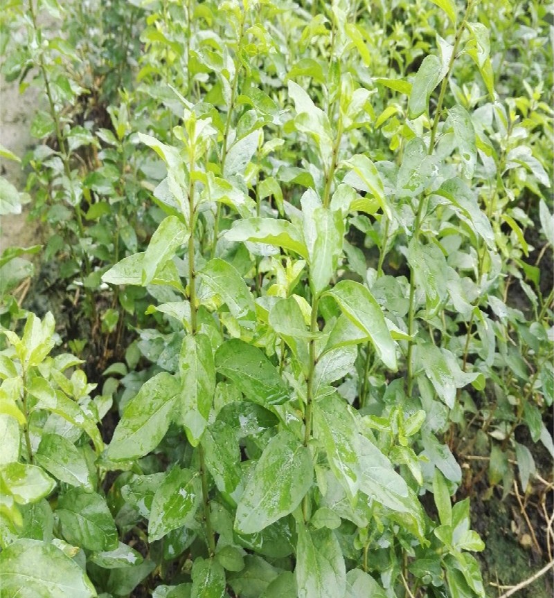 新鲜枸杞叶1斤枸杞菜上汤菜露天菜园蔬菜健康轻食新鲜蔬菜发顺丰