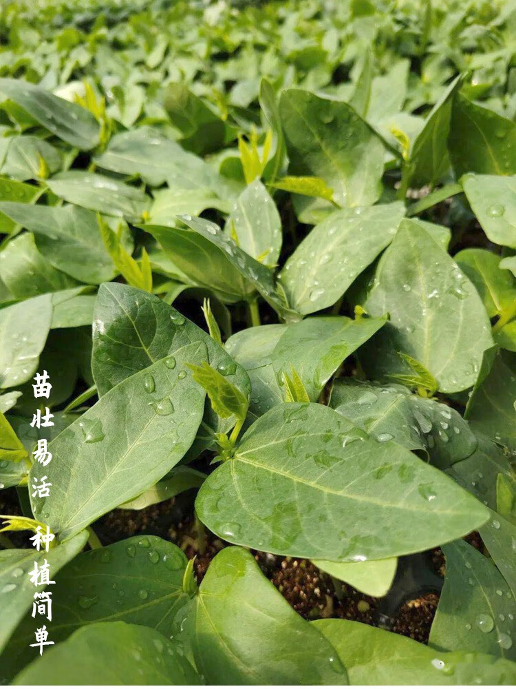 寿禾 长豆角苗秧苗东北 韩国绿将军豆角苗 10棵【图片 价格 品牌 报价