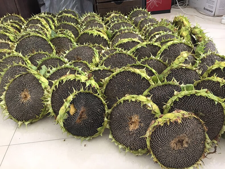 葵花盘瓜子盘带籽向日葵盘原味新鲜湿瓜子2个中盘1924厘米之间