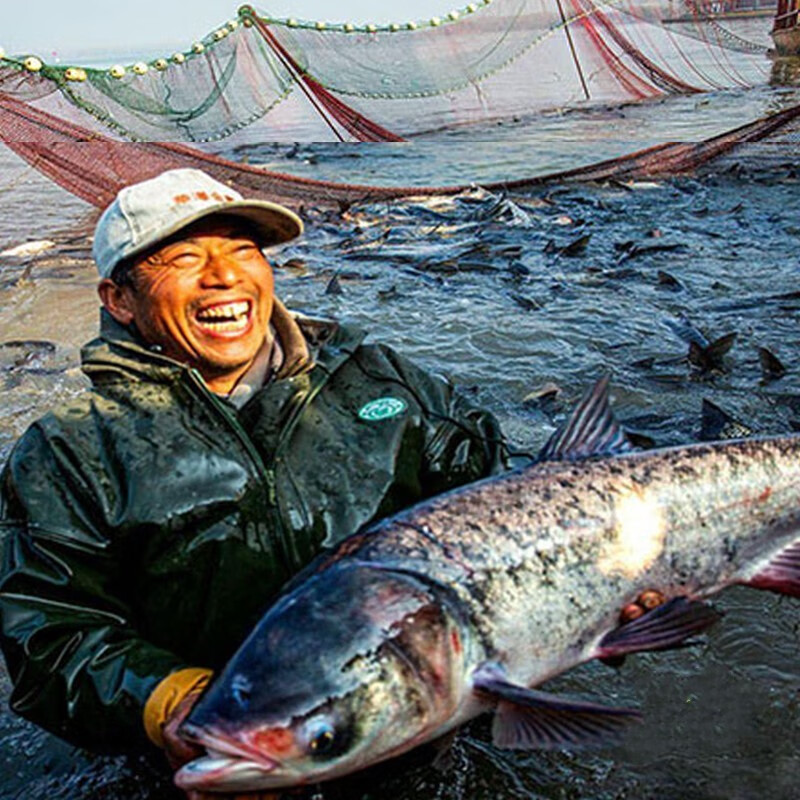 安峰山 淡水鱼花鲢鱼头生态胖头鱼头新鲜大头鲢鱼鲜活现杀鱼头鳙鱼头