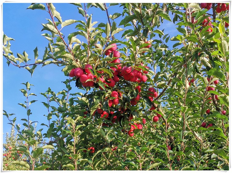 东北鸡心果吉林特产锦绣海棠果农家自产自销糖心脆甜香妃海棠5斤 精选
