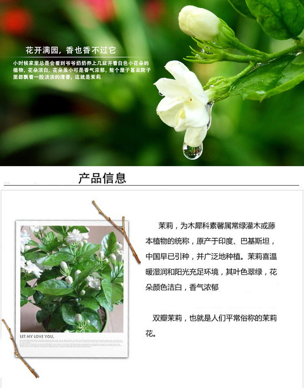 御卉阁茉莉花苗白色重瓣带花苞双色茉莉香水茉莉银丝风车茉莉花卉盆栽