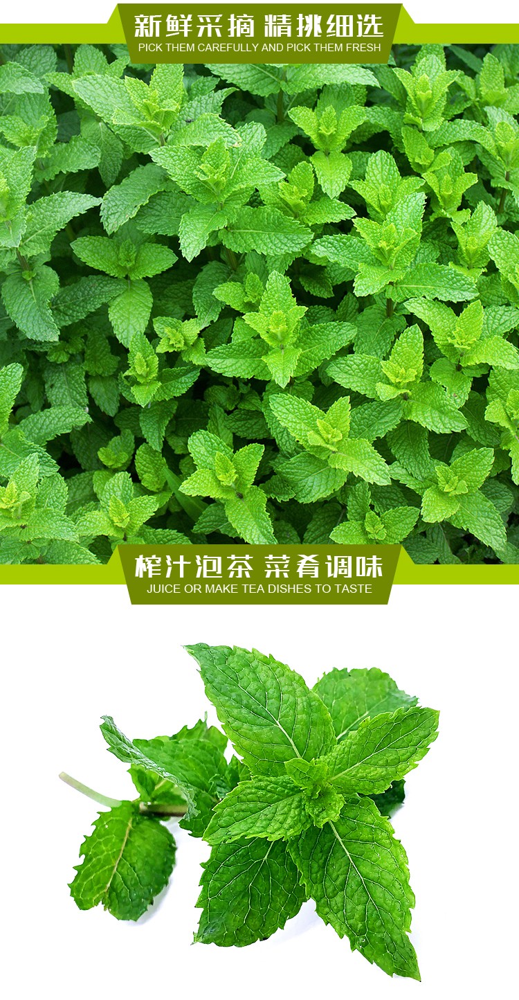 新鲜薄荷叶可食用香料留兰香泡茶清凉茶烘焙调酒装饰莫吉托健康轻食