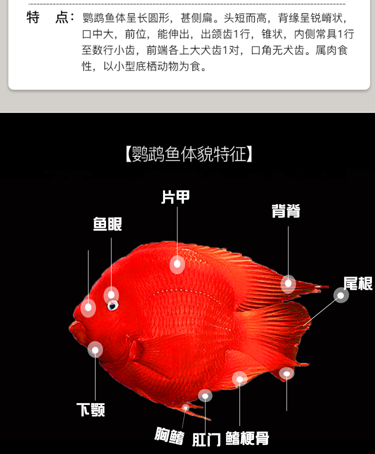 血鹦鹉鱼淡水中大型热带鱼元宝发财鱼金刚财神鱼元宝鹦鹉鱼招财鱼起头