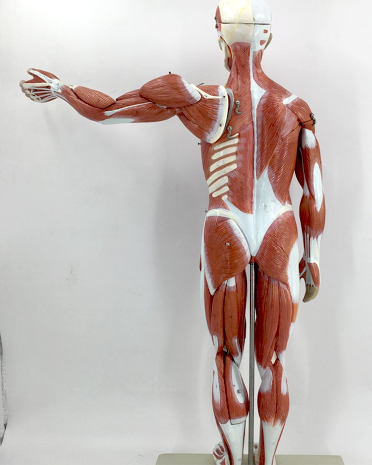 人体全身肌肉解剖模型 80cm 可拆卸27件医学人体肌肉解剖教学模型 80