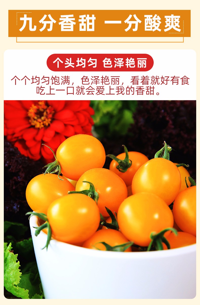 福建黄金圣女果 新鲜千禧小番茄水果自然熟黄色西红柿健康轻食生鲜 9