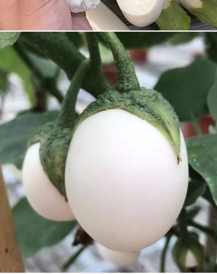 神禾 白茄子种子苗种苗春季秧苗蔬菜苗 【白色长茄】白雪公主 300粒