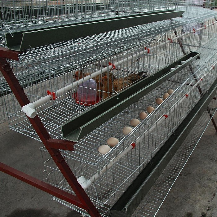 农村养鸡笼子样式图片图片