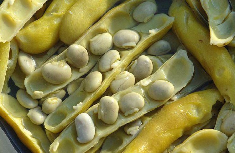 狗儿豆龙爪豆 四川特产猫猫豆新鲜狗爪豆 2斤(新鲜带壳)煮了之后一定