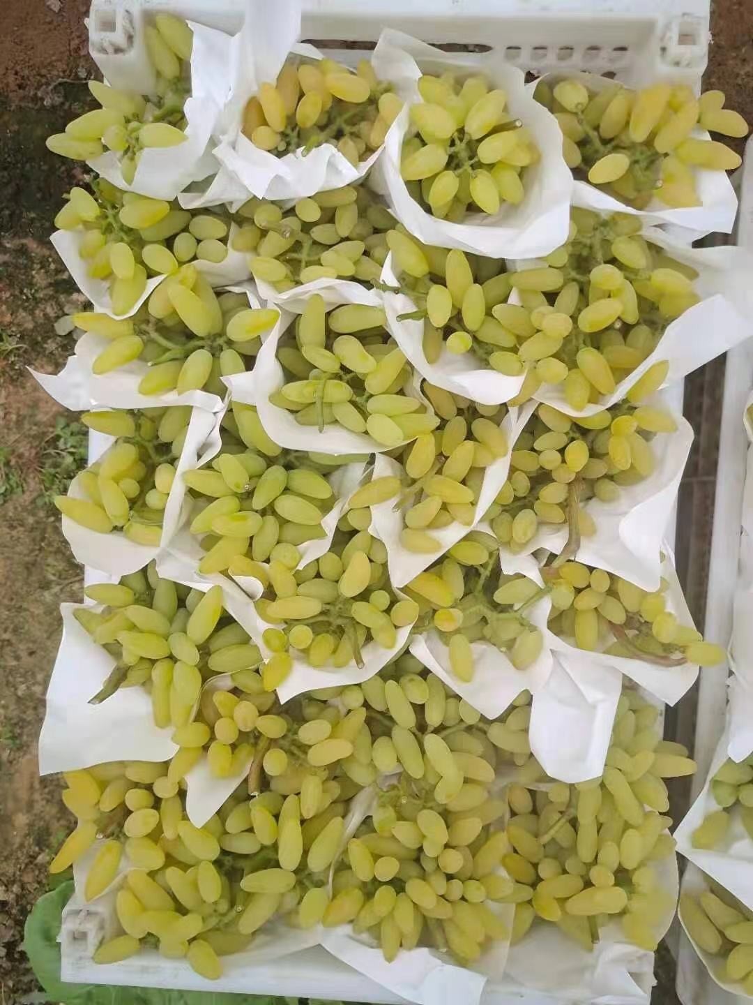 澳大利亚金手指青提新鲜当季金手指葡萄拇指青提 精选2斤装