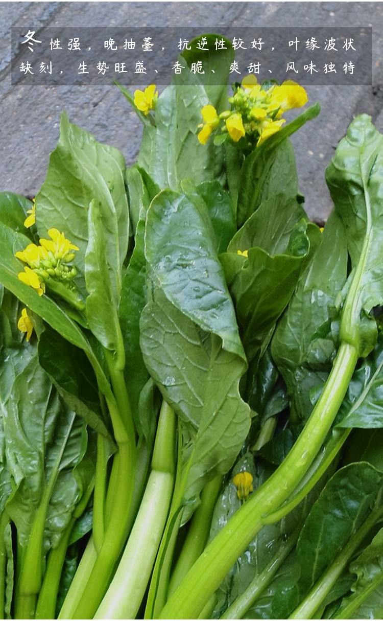 寿禾增城迟菜心种子蔬菜种籽菜苔四季阳台菜籽寿禾增城迟菜心种子10gx