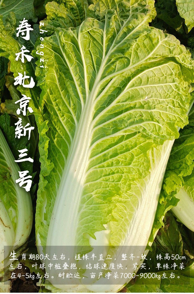 寿禾 北京新3三号大白菜种子奶白菜夏季四季小白菜黄心农科院山东胶州