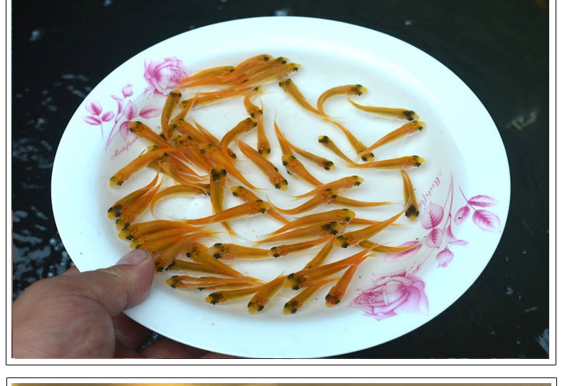 金色草鱼金丝鲩鱼苗镇有心意金丝草鱼快大型冷水观赏活鱼苗黄金草鱼苗