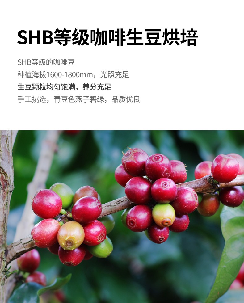 咖啡小镇危地马拉薇薇特南果咖啡豆手冲单品新鲜烘焙227g