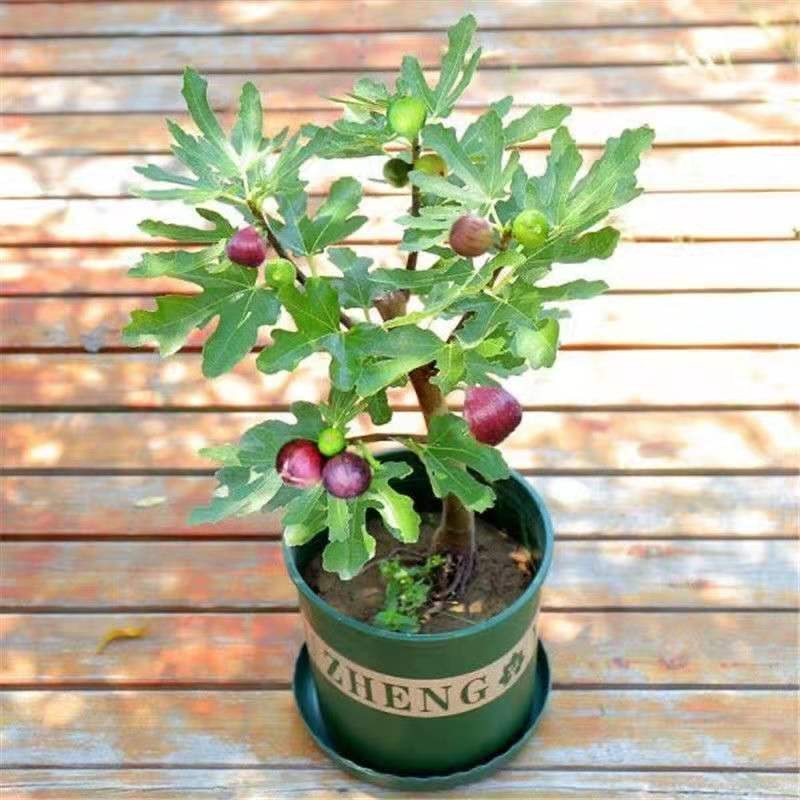 盆栽无花果树果苗矮化苗波姬红南方北方种植室内阳台当年结果带原土带