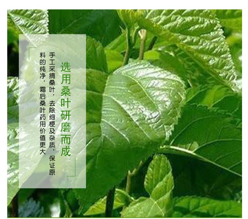 【河北特产馆】冀石润泽 桑叶精粉 蛋白桑霜后桑叶细粉 泡水冲饮固体