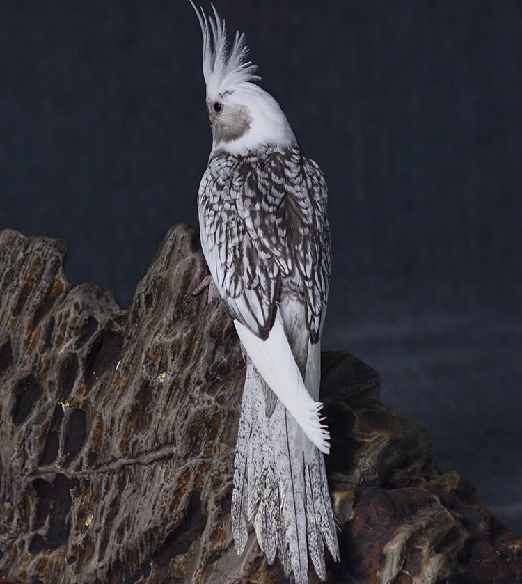 高端活鸟活物鸟粮鸟笼手养幼鸟活体亲人观赏宠物 白脸古铜珍珠【图片