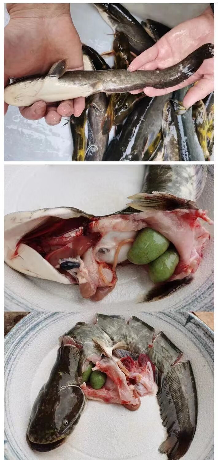 猫扑鱼微山湖生态鲶鱼胡子鲶土鲶鱼大口鲶鱼活鱼现杀鲶鱼3斤装