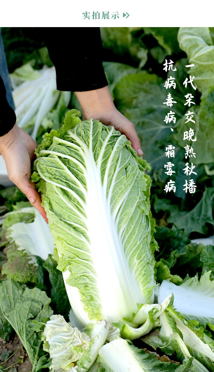 寿禾 北京新3三号大白菜种子奶白菜夏季四季小白菜黄心农科院山东胶州