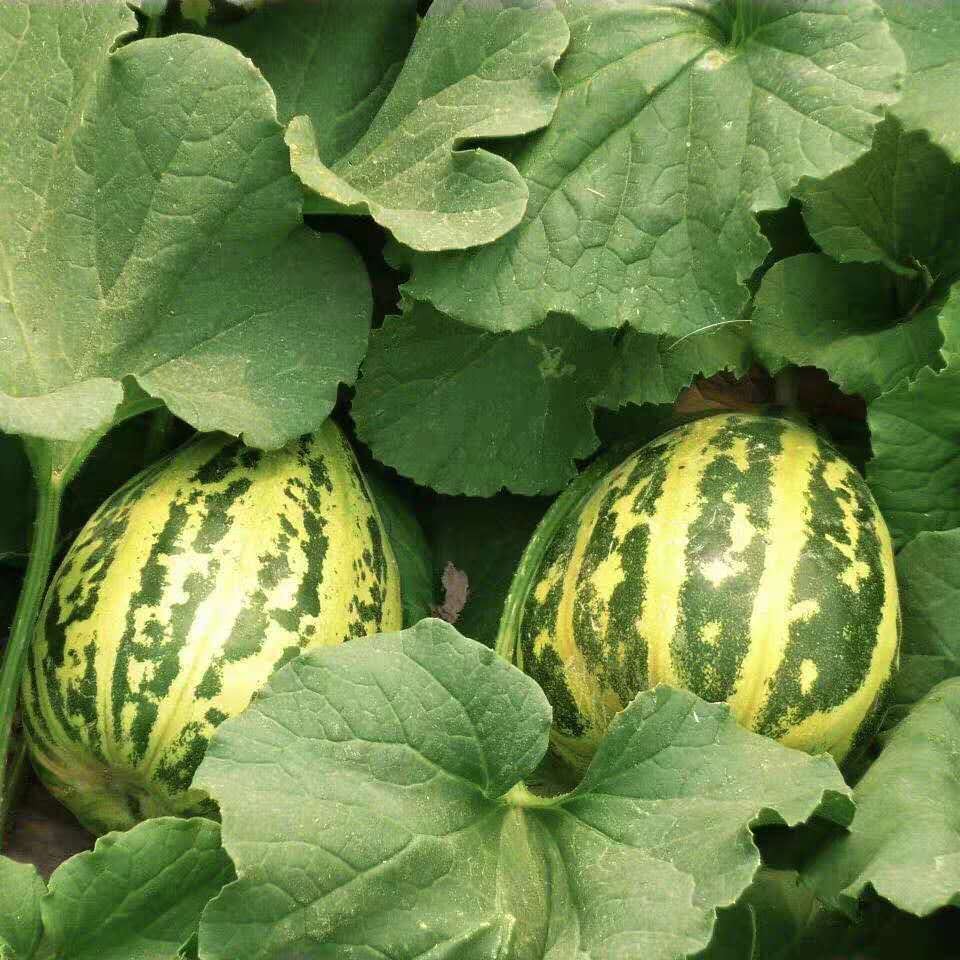 八里香香瓜花姑娘花蕾甜瓜新鲜脆瓜3斤