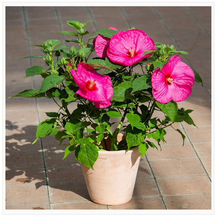 逸棵芙蓉葵花苗月神系列大花型多年生宿根植物可盆栽阳台庭院种植芙蓉