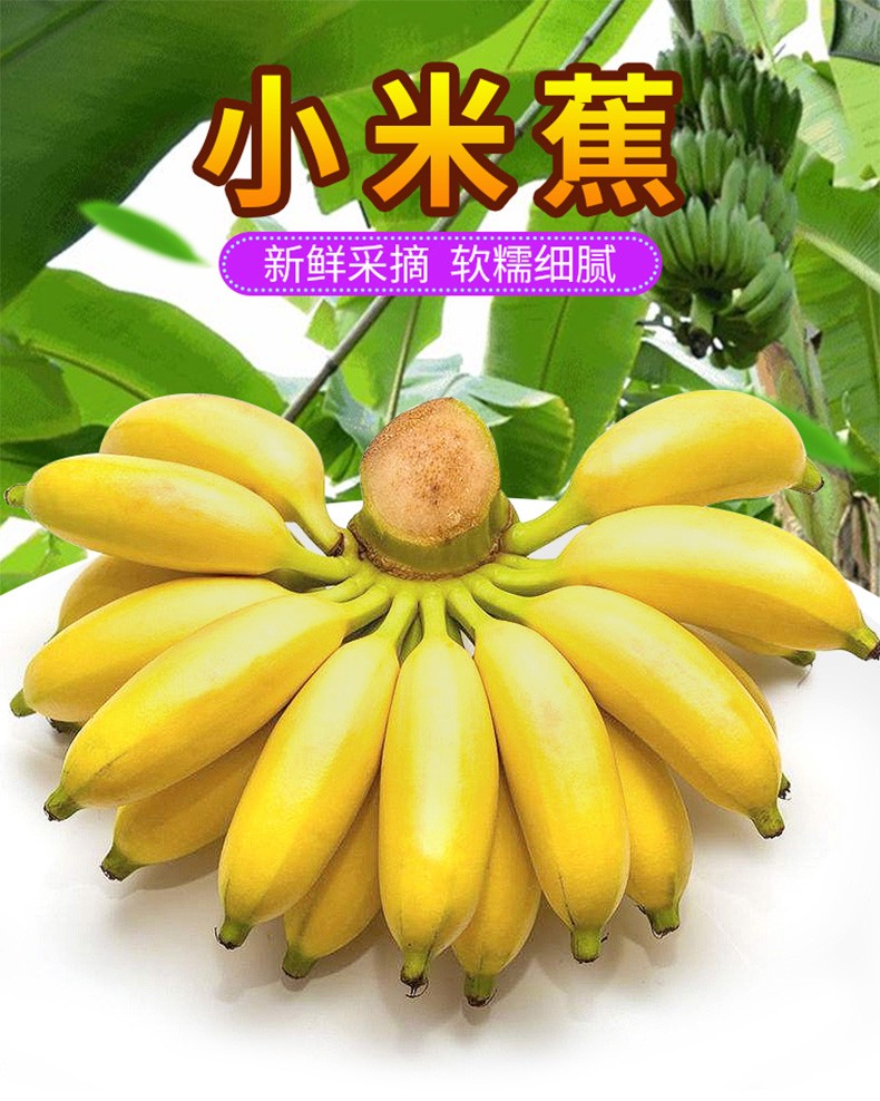 广供天下 高山香焦小米蕉现摘新鲜水果 5斤装