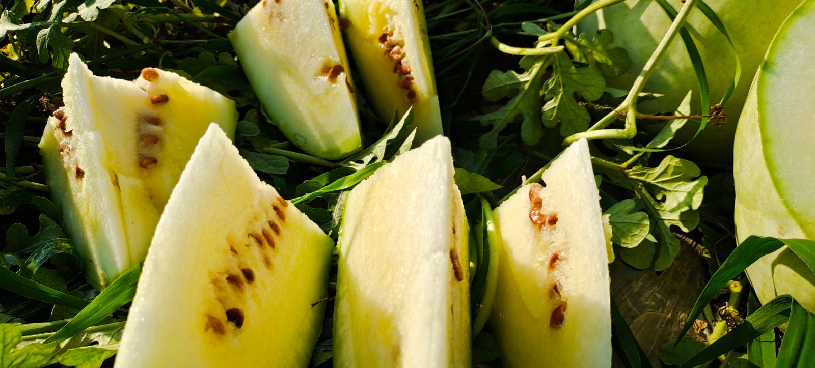 【顺丰/果园直发】山西万荣特产 万荣三白瓜 白西瓜 8-15斤 低糖水果