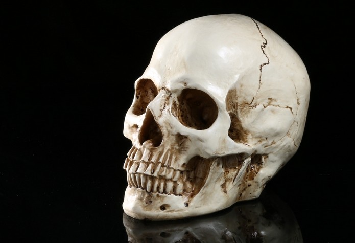 仿真11教学教具人类头骨标本医学人体解剖树脂工艺骷髅头白骨观下巴的