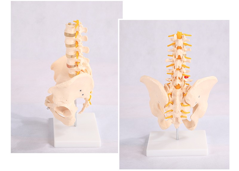 人体脊柱模型图解图片