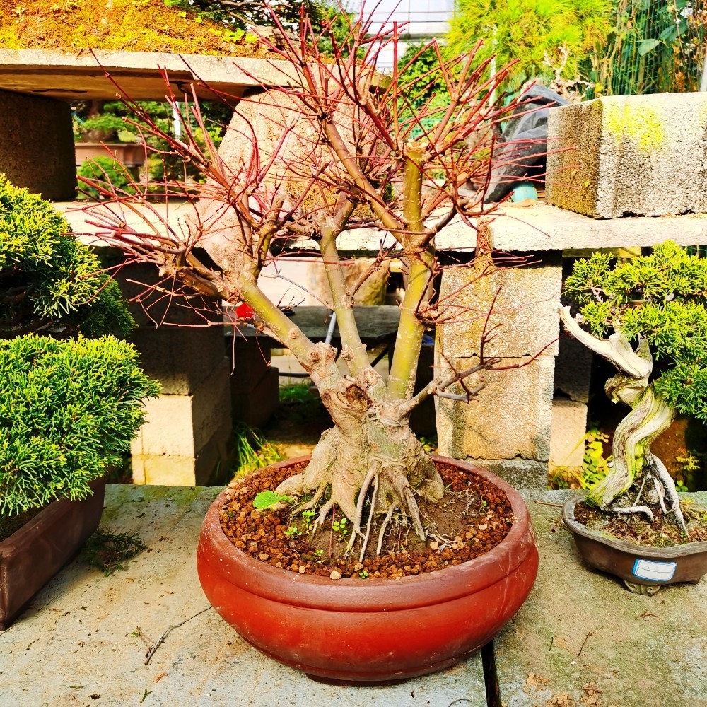 蝶之艺 红枫盆景四季好养活室外阳台盆栽老桩耐寒观叶植物红舞姬黄金