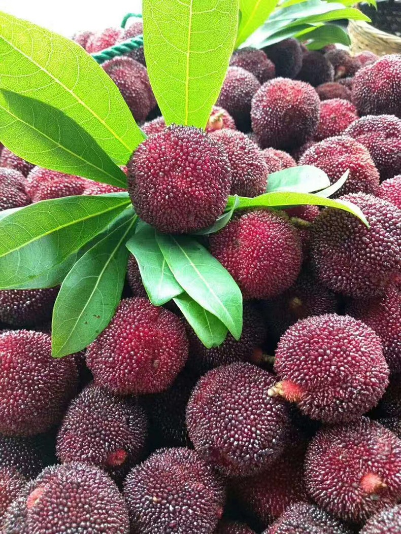 【精品大果】【jd快递】正宗浙江仙居东魁杨梅新鲜水果台州露天现摘大