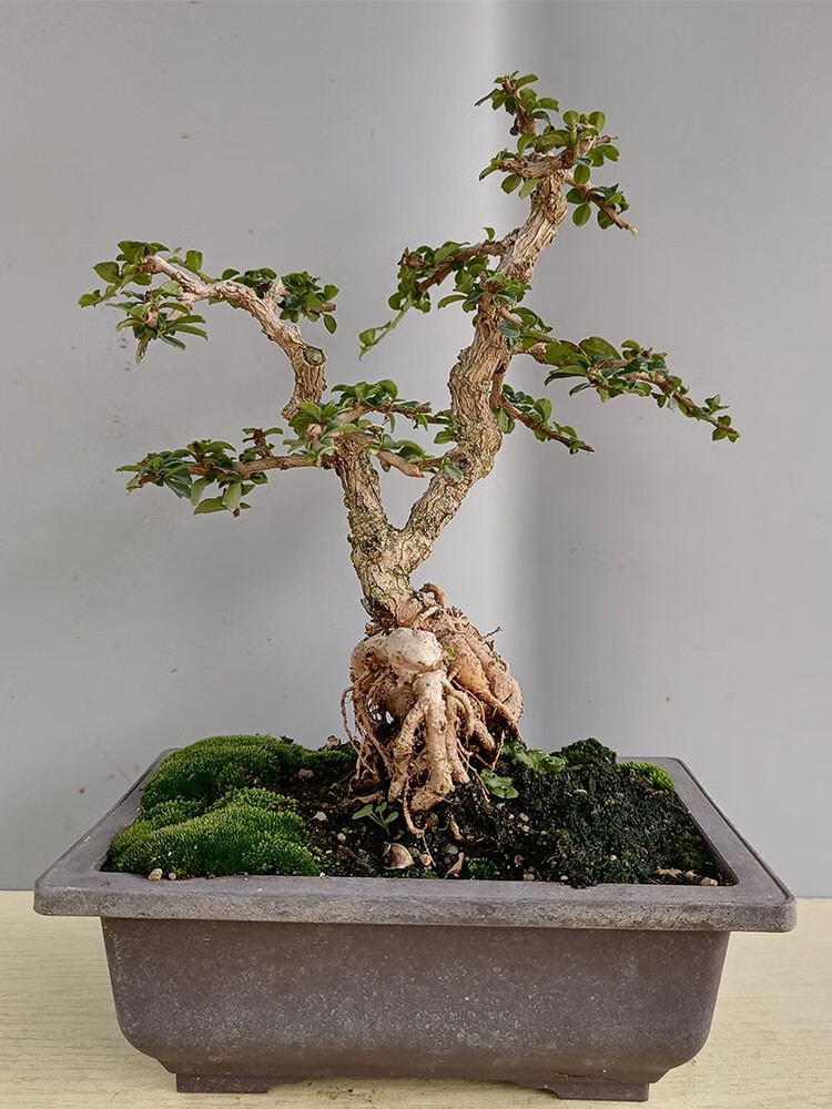 办公桌福建茶绿植盆栽摆件桌面树桩室内开花净化空气小叶福建茶盆景