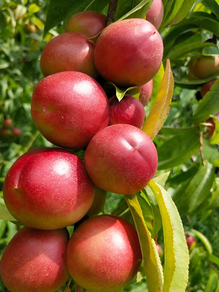 山西珍珠枣油桃枣味油桃离核纯甜脆甜现摘新鲜水果 3斤【图片 价格