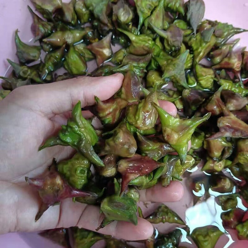 现摘野生小菱角3/洪湖湖区野小菱角新鲜四角两角菱角蔬菜 3斤【图片