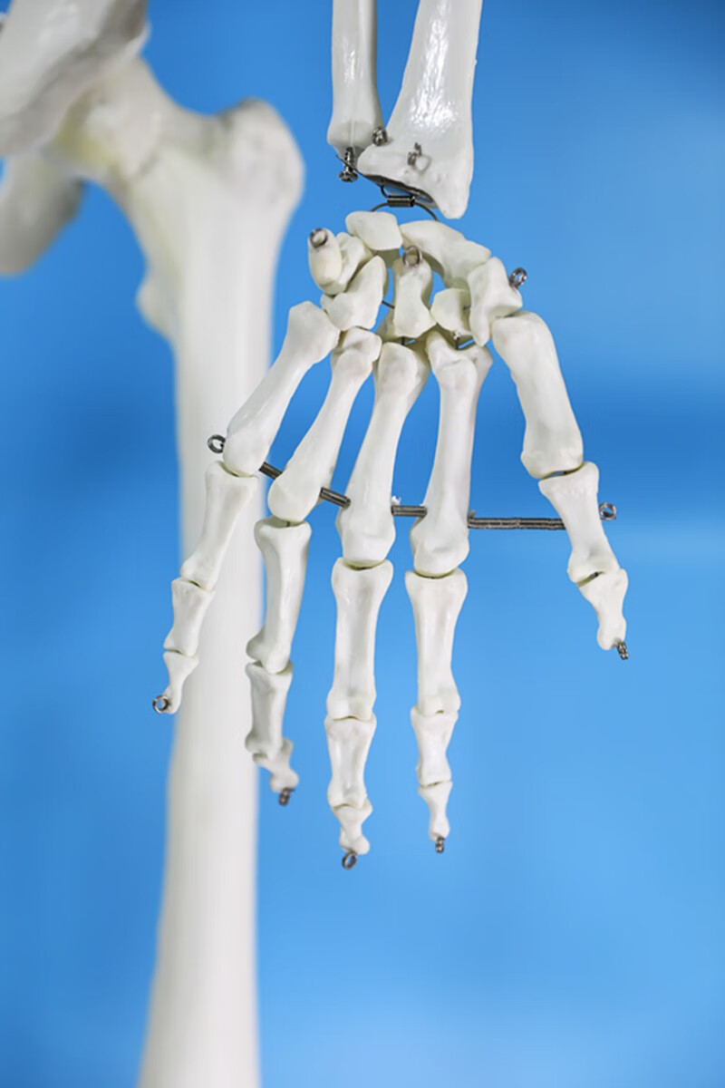 170cm人体骨骼模型(无神经款)全身骨架标本 人体模型 成人小白骷髅