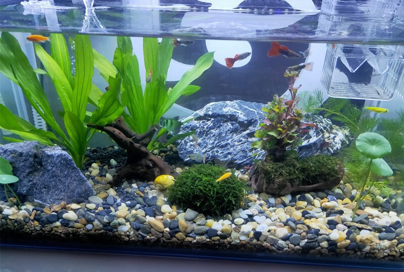 天然水晶砂鱼缸原生底砂造景装饰石头水族箱水草沙乌龟用铁胆沙子 2-3