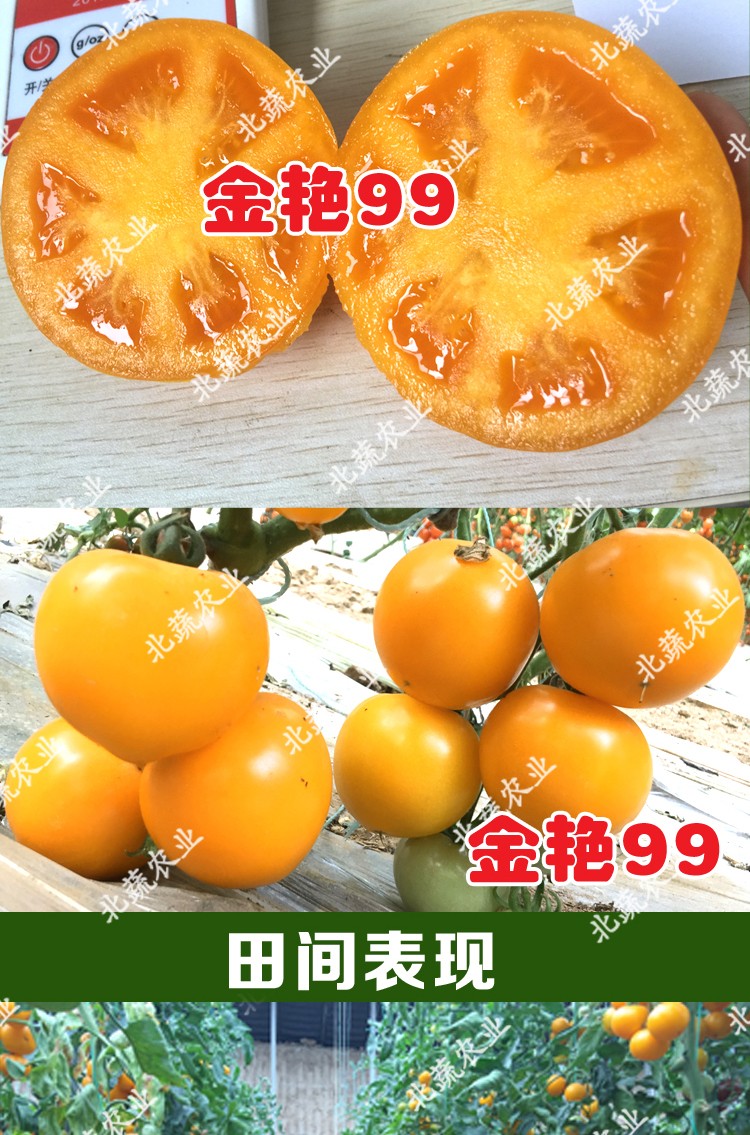 冠四季大黄柿子种子黄色西红柿种籽东北黄番茄菜园阳台四季金艳99北蔬