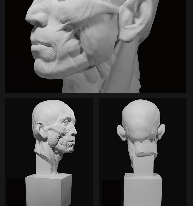 摆件渔民解剖美术教具素描速写美术静物写生人像头像唐帆农民肌肉58cm