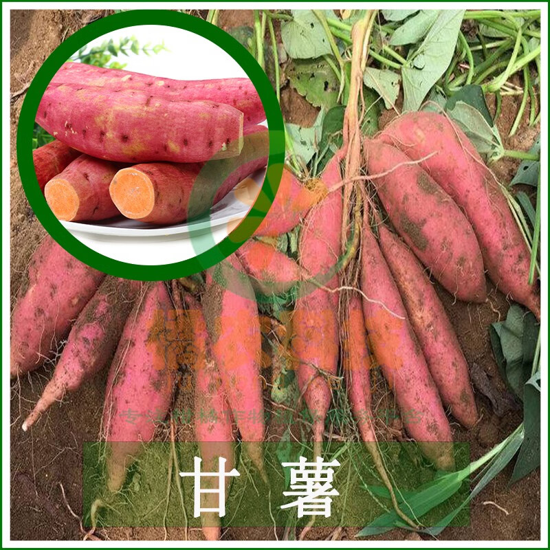 60氯化胆碱大蒜甘薯花生马铃薯山药根茎块膨大剂10ml